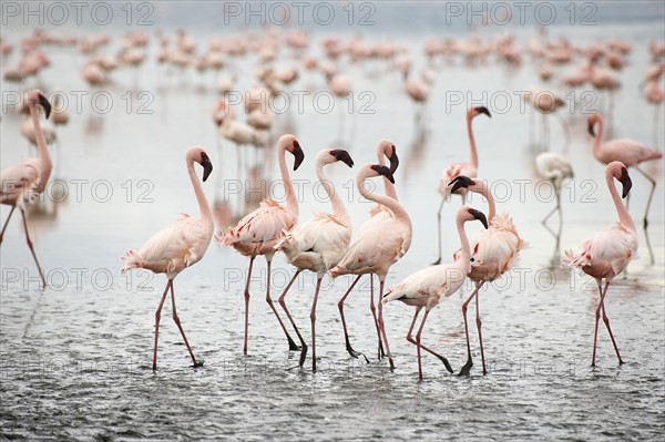 Lesser Flamingo