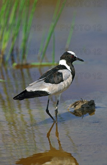 Blacksmith Plover or Blacksmith Lapwing