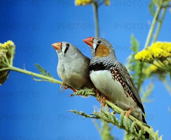 Zebra Finch