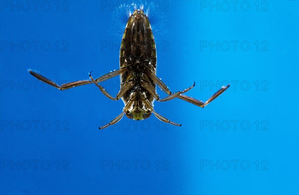 Common water boatman