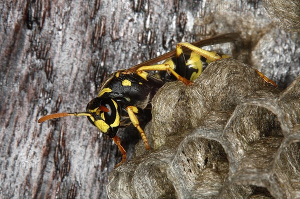 Common wasp