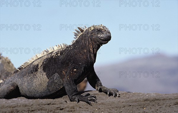 GALAPAGOS SEA Marine iguana