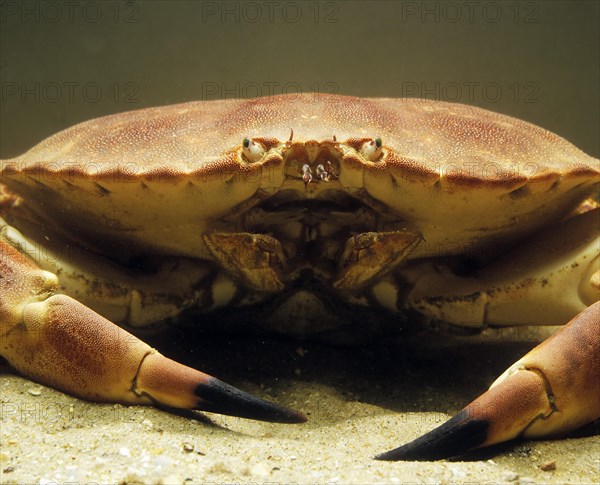 Edible Crab