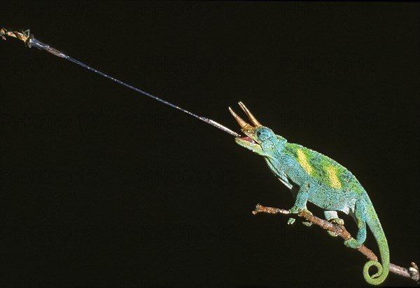 Jackson's Chameleon