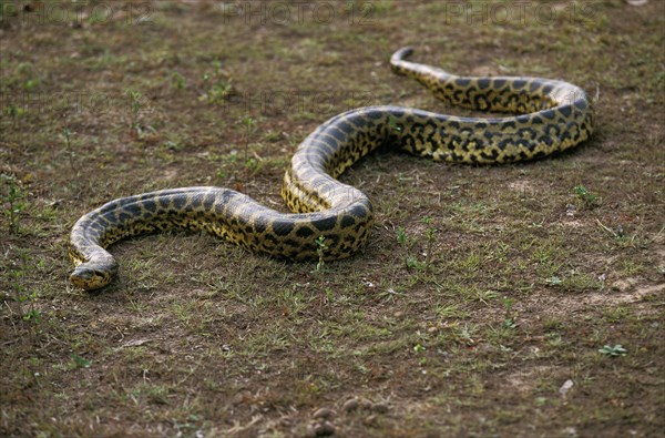 Green common anaconda