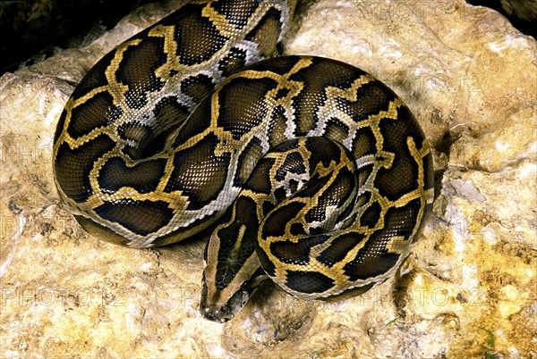 Indian python