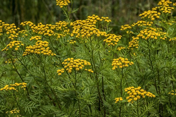 Common tansy