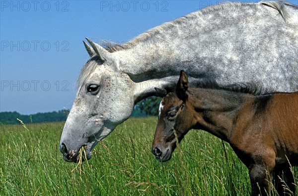 Lusitano horse