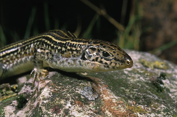 Collar lizard