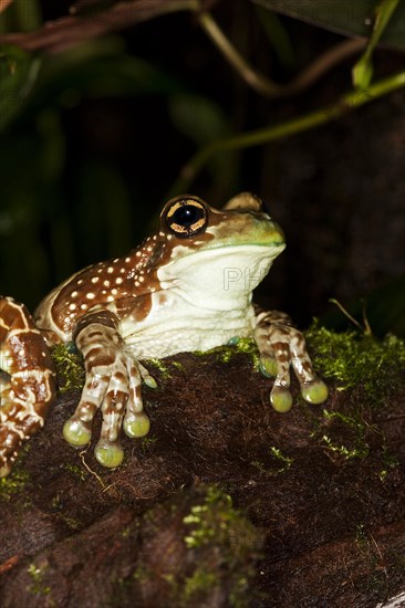 AMAZON MILK FROG