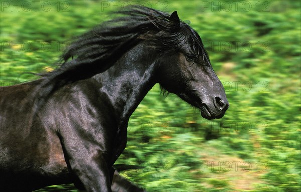 Pottok horse