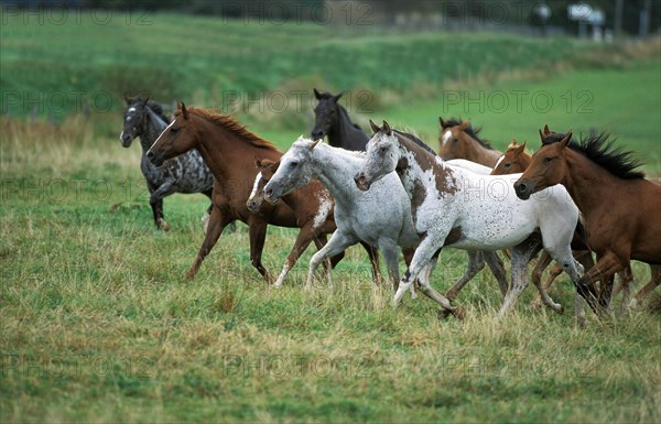 AMERICAN RIDING HORSE