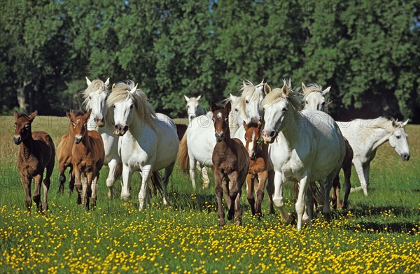 Camargue horses