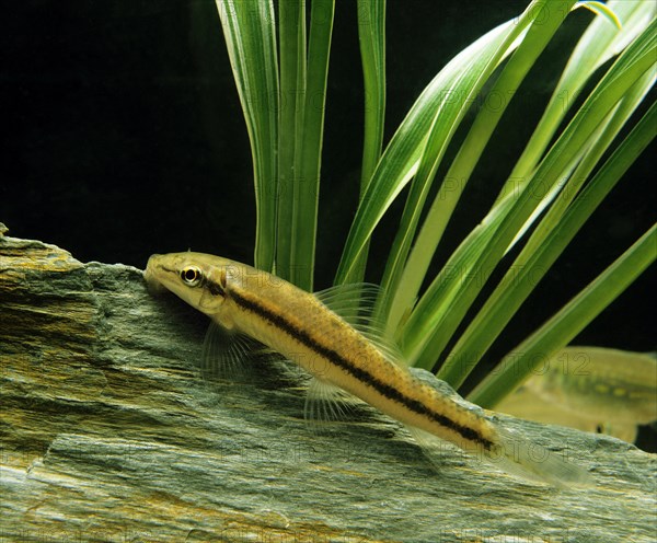 Siamese Sucking Loach