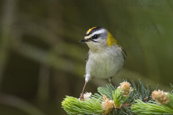 Common firecrest