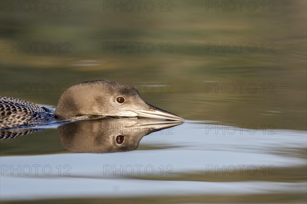 Great Northern Loon