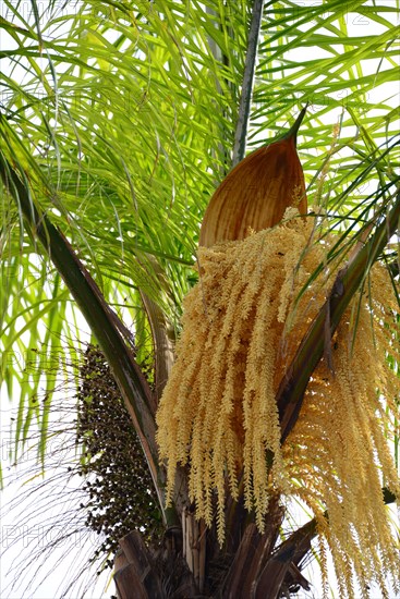 Flowering Date Palm