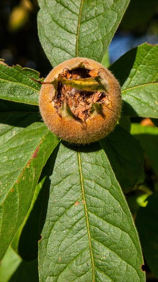 Mespilus germanica MEDLA