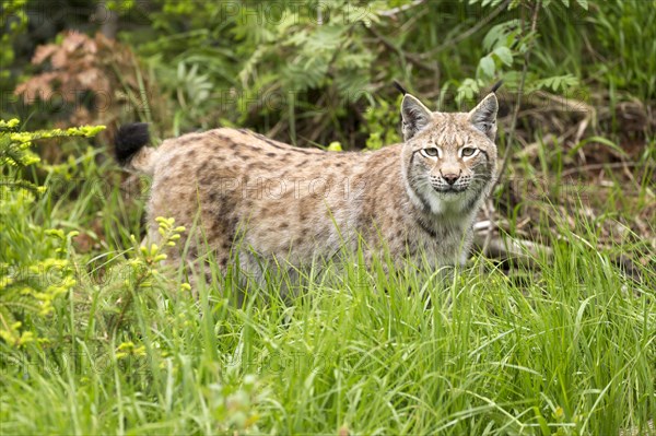 Lynx