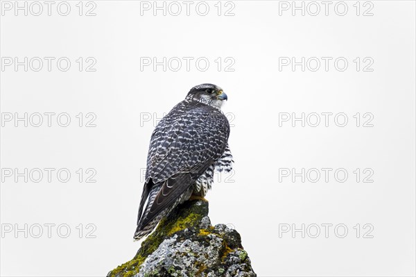 Gyrfalcon