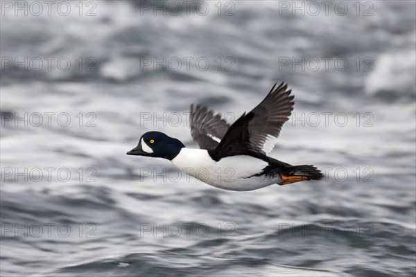 Barrow's goldeneye