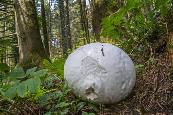 Giant puffball