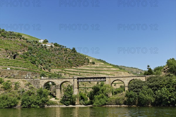 Vineyards at the river Douro