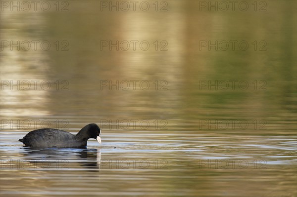 Common coot