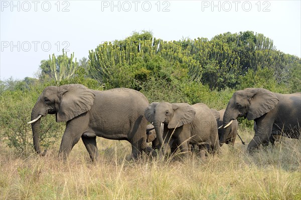 African elephant