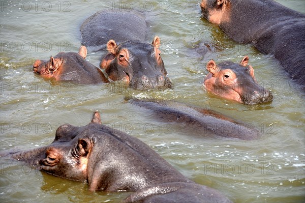 Hippopotamus