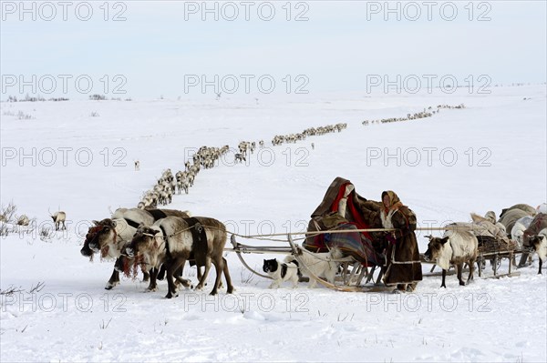 Nenet's woman leading train of Reindeer