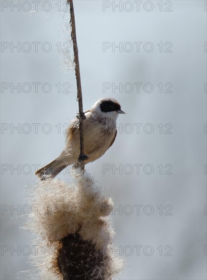 Eurasian Penduline Tit