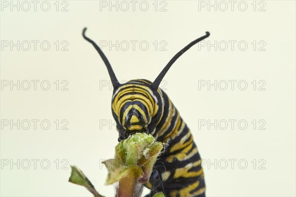 Caterpillar of the monarch butterfly