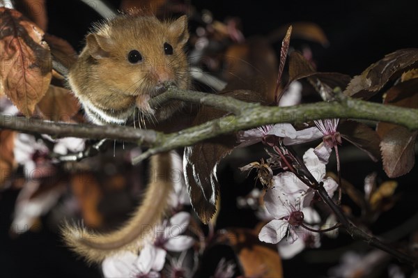 Hazel Dormouse