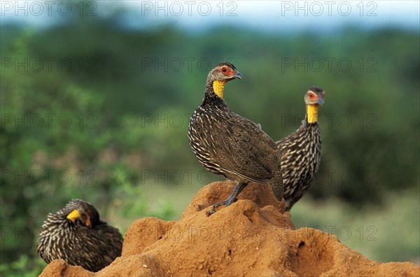 Yellow-Necked Spurfowl