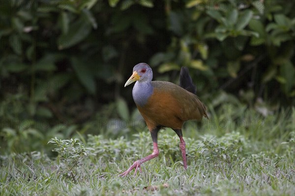 Grey necked wood rail