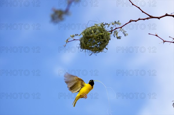 Southern Masked Weaver