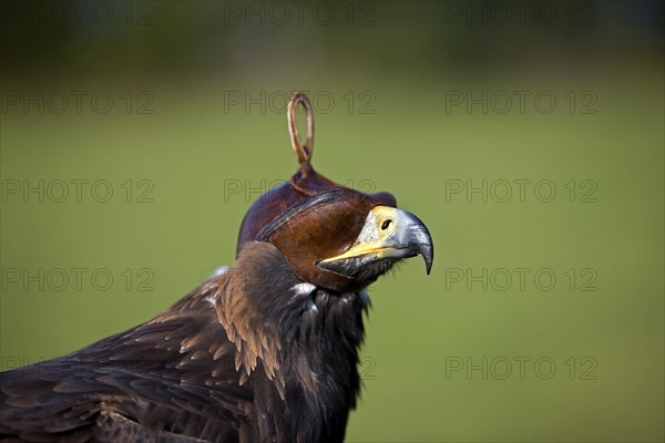 Golden eagle