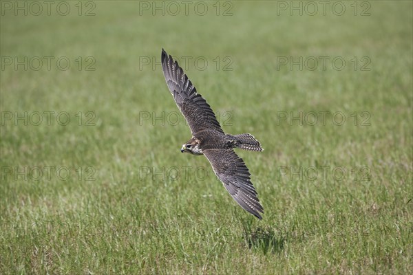 Saker falcon