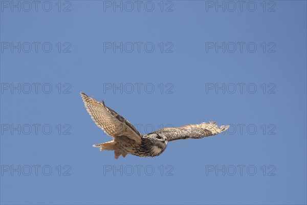 Cape Eagle Owl