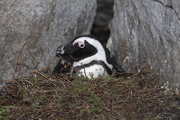 African penguin