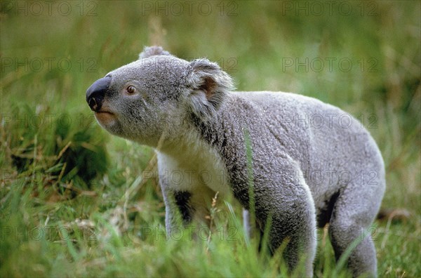 KOALA