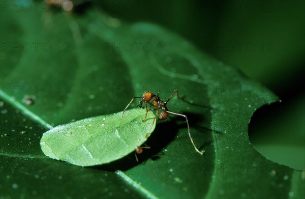 Leaf-Cutter Ant