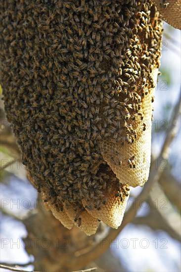 Swarm of wild bees hanging from a branch