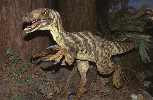 DEINONYCHUS ANTIRRHOPUS