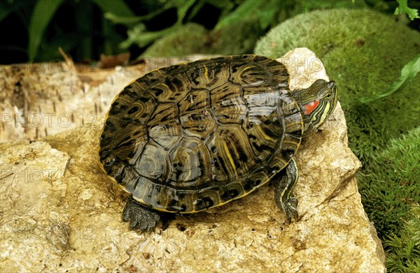 Red eared slider