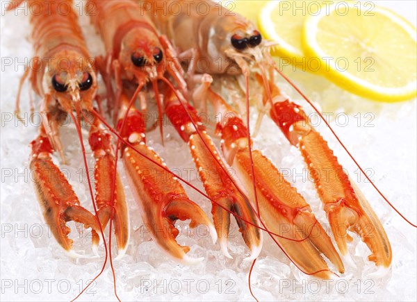 Dublin Bay Prawn