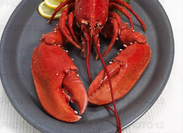 Boiled Lobster