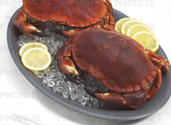 EDIBLE CRAB IN PLATTER WITH LEMON SLICES