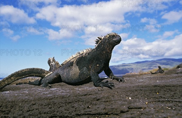 Galapagos Sea Iguana